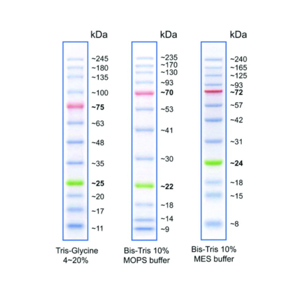 Protein Ladders, Prestained Protein Ladders, Prestained