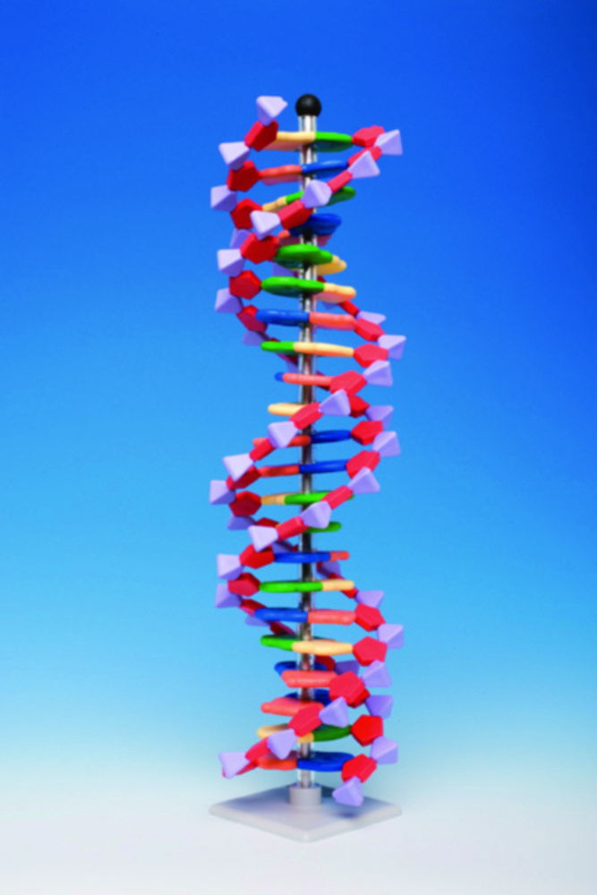 Molecular model system miniDNA® / RNA Kits